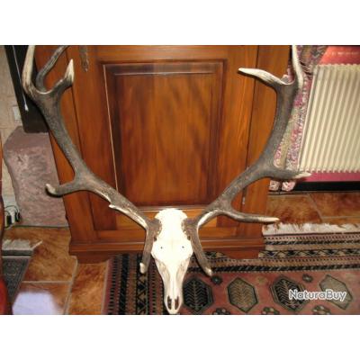 Massacre de cerf 12 cors __00001_Massacre-cerf-12-cors